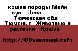 кошка породы Мейн-кун › Цена ­ 13 000 - Тюменская обл., Тюмень г. Животные и растения » Кошки   